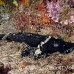crocodilefish_flathead_pc_h_0705_png1980.jpg